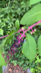 Phytolacca americana