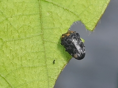 Trachys auricollis