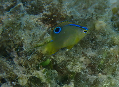 Chrysiptera biocellata