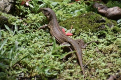 Ameiva praesignis