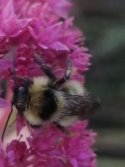 Bombus cullumanus