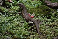 Ameiva praesignis