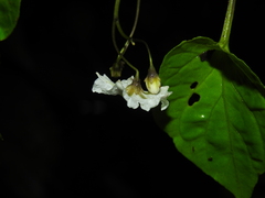 Solanum dalibardiforme