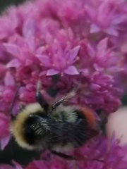 Bombus cullumanus