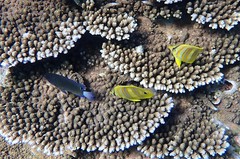 Pomacentrus chrysurus