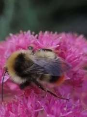 Bombus cullumanus