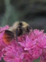 Bombus cullumanus