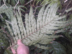 Blechnum triangularifolium