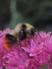 Bombus cullumanus