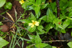 Wedelia calycina