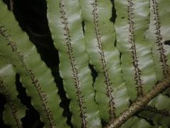 Blechnum triangularifolium