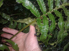 Blechnum triangularifolium