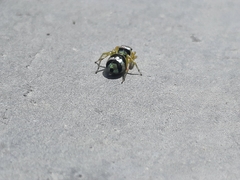 Phintella accentifera