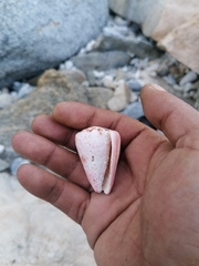 Conus princeps