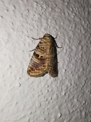 Diastema tigris