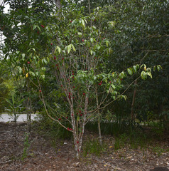 Phaleria clerodendron