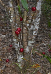 Phaleria clerodendron