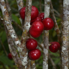 Phaleria clerodendron