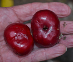 Phaleria clerodendron