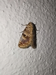 Diastema tigris