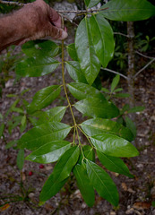 Phaleria clerodendron