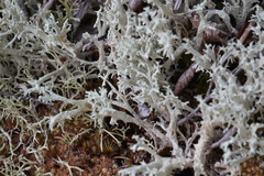 Cladonia boryi