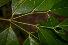 Phaleria clerodendron