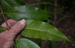Phaleria clerodendron