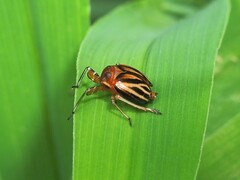 Phylloscelis atra