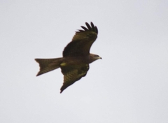 Milvus migrans govinda