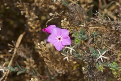 Phlox glabriflora