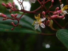 Miconia mexicana