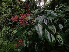 Miconia mexicana
