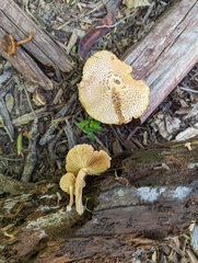 Gymnopilus purpureosquamulosus