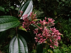 Miconia mexicana