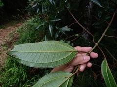 Miconia mexicana