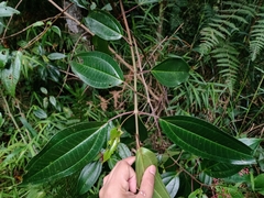 Miconia mexicana