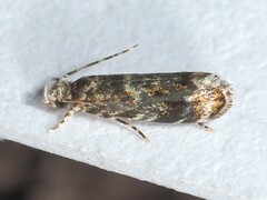 Chionodes thoraceochrella