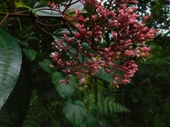 Miconia mexicana