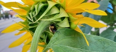 Bombus griseocollis