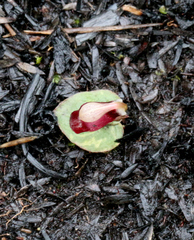 Corybas rotundifolius