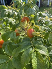 Rosa