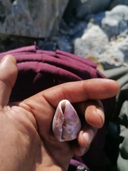 Conus purpurascens