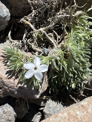 Phlox pulvinata