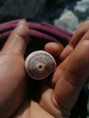 Conus purpurascens