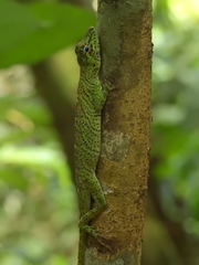 Anolis transversalis