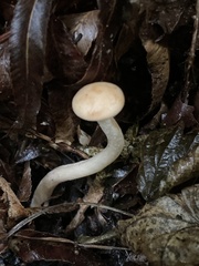 Paralepista gilva
