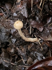 Paralepista gilva