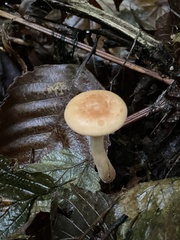 Paralepista gilva