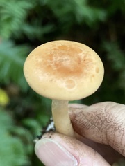 Paralepista gilva